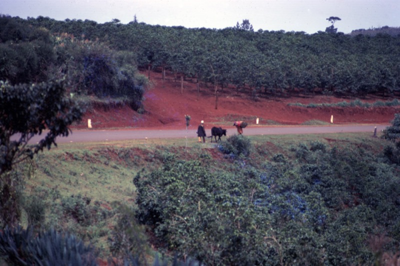 宮本常一 in kenya