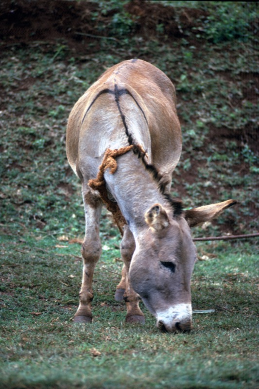 宮本常一 in kenya