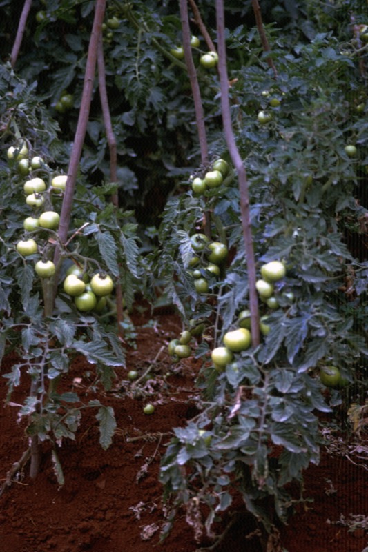 宮本常一 in kenya