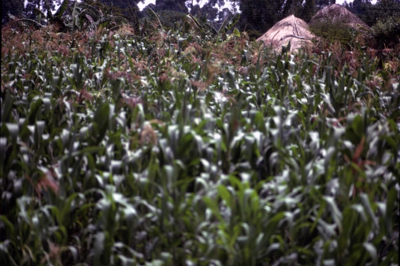 宮本常一 in kenya