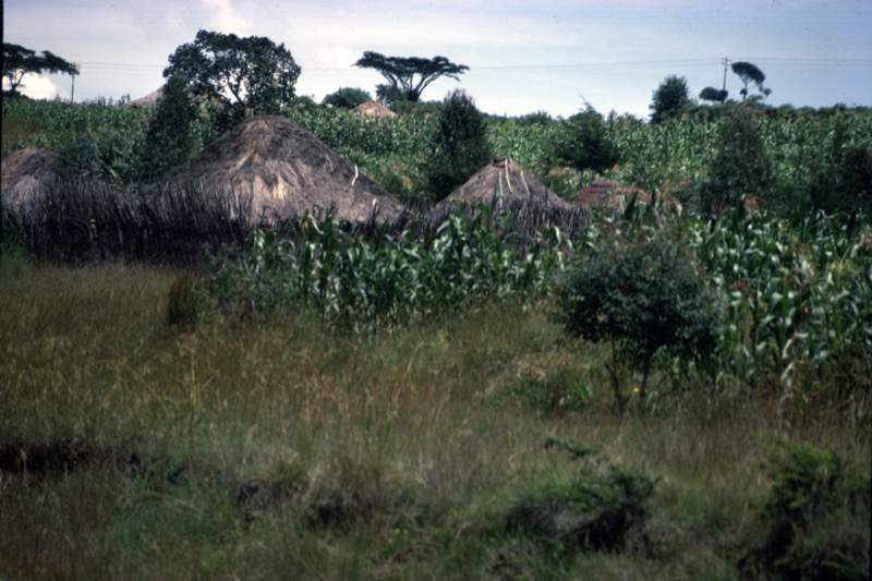 宮本常一 in kenya