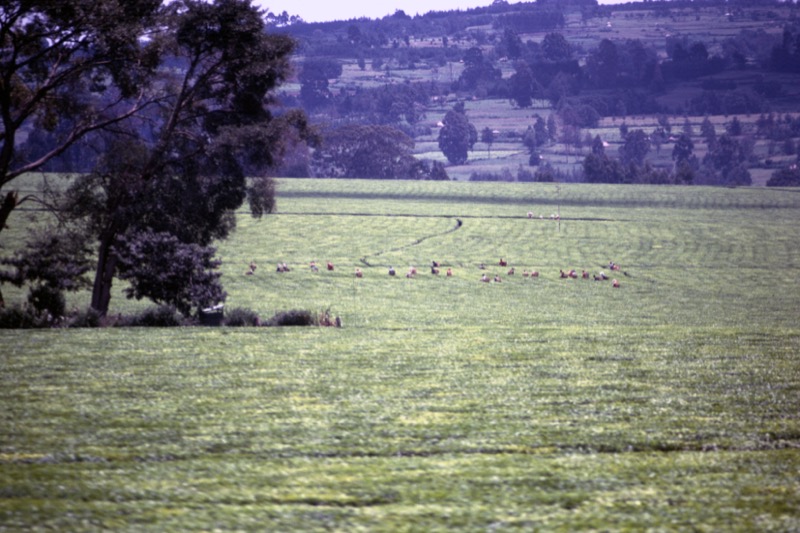 宮本常一 in kenya