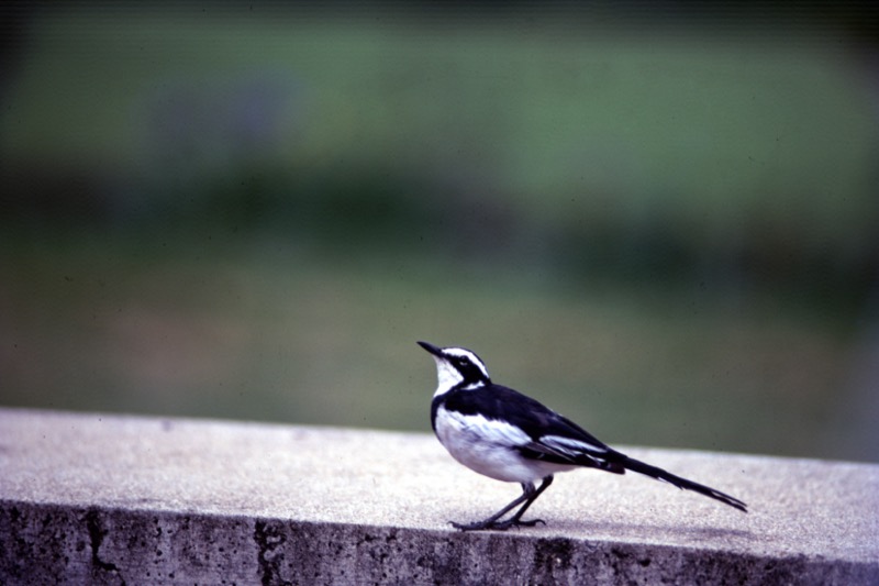 宮本常一 in kenya