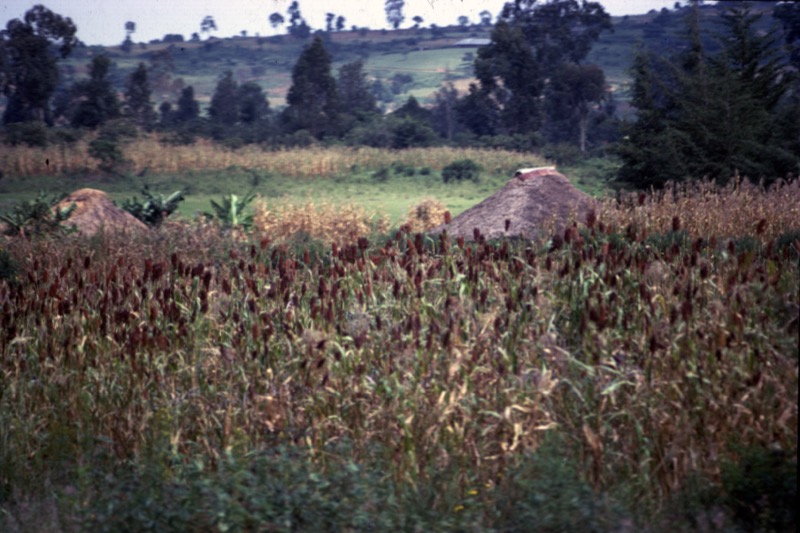 宮本常一 in kenya