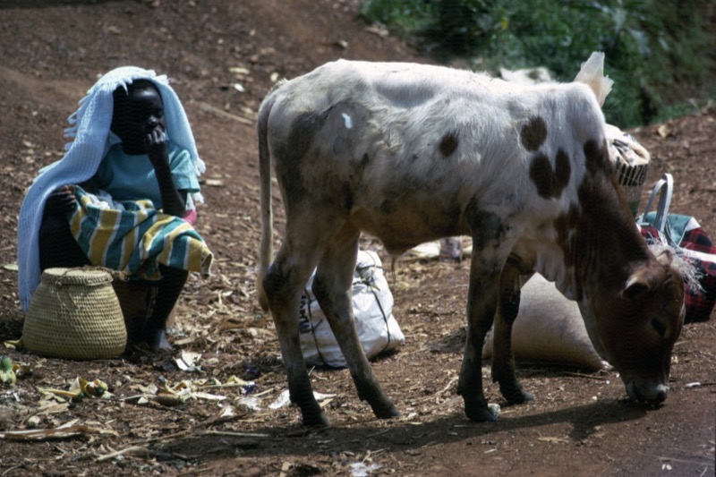 宮本常一 in kenya