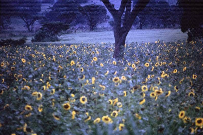 宮本常一 in kenya