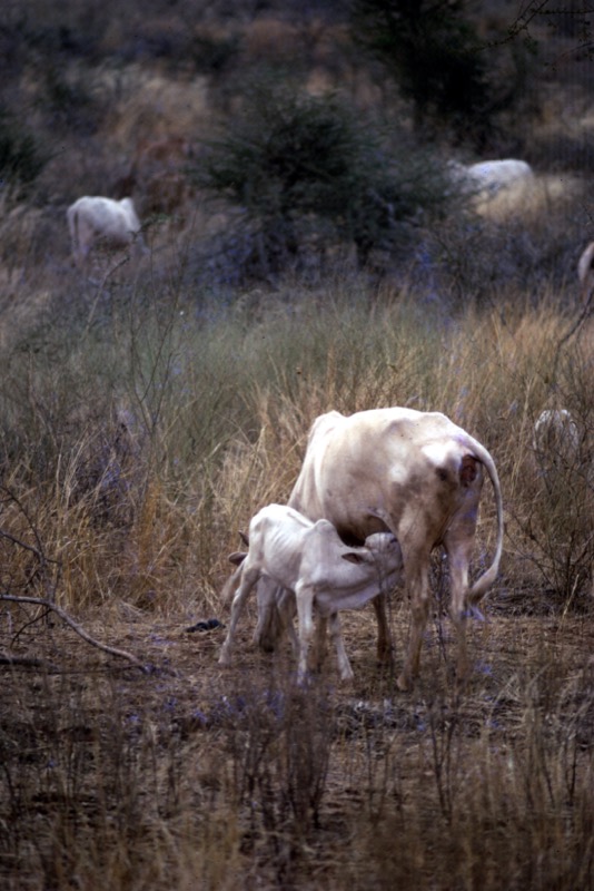 宮本常一 in kenya