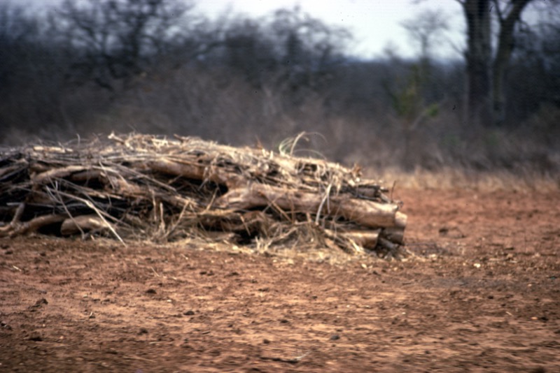 宮本常一 in kenya