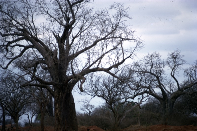 宮本常一 in kenya