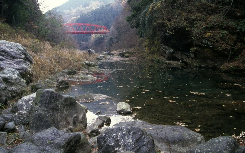 桜山、冬桜、モミジ、サザンカ、ツバキ