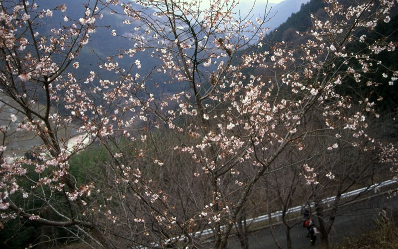 桜山、冬桜、モミジ、サザンカ、ツバキ