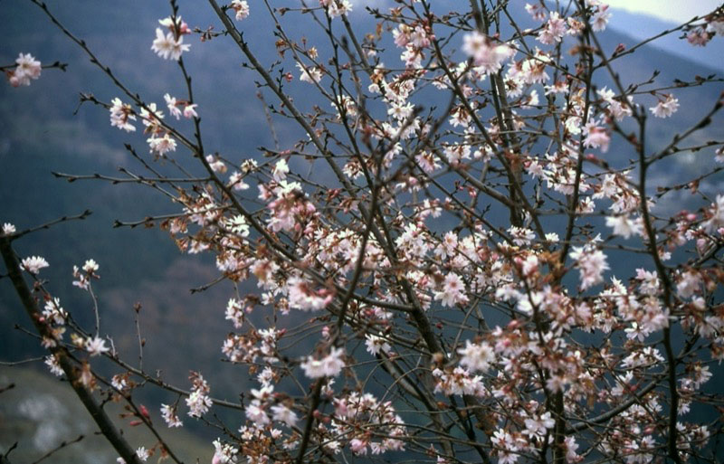 桜山、冬桜、モミジ、サザンカ、ツバキ