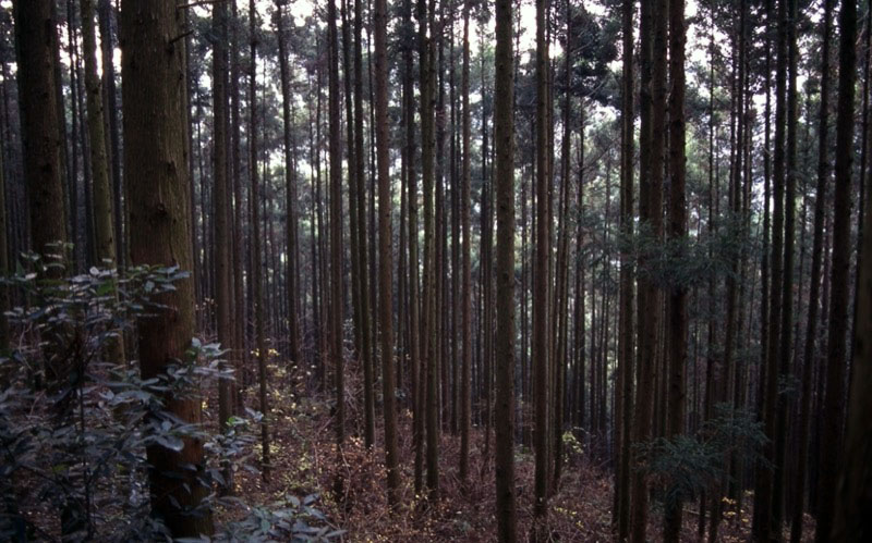 桜山、冬桜、モミジ、サザンカ、ツバキ