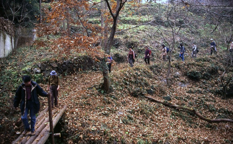 桜山、冬桜、モミジ、サザンカ、ツバキ