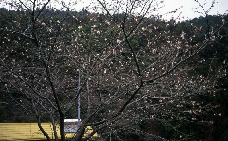 桜山、冬桜、モミジ、サザンカ、ツバキ