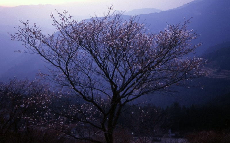 桜山、冬桜、モミジ、サザンカ、ツバキ