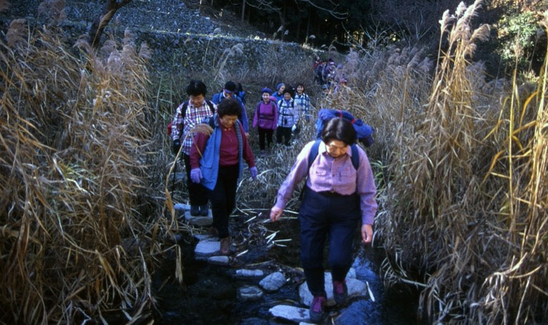 桜山、冬桜、モミジ、サザンカ、ツバキ