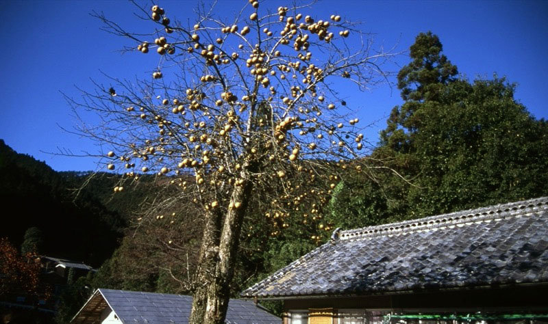 桜山、冬桜、モミジ、サザンカ、ツバキ