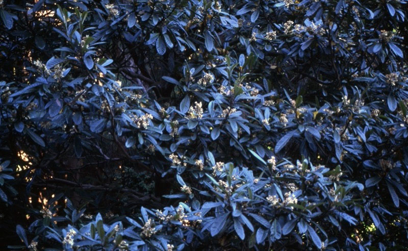 桜山、冬桜、モミジ、サザンカ、ツバキ