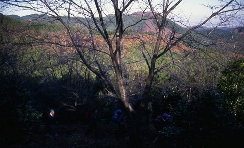 桜山、冬桜、モミジ、サザンカ、ツバキ