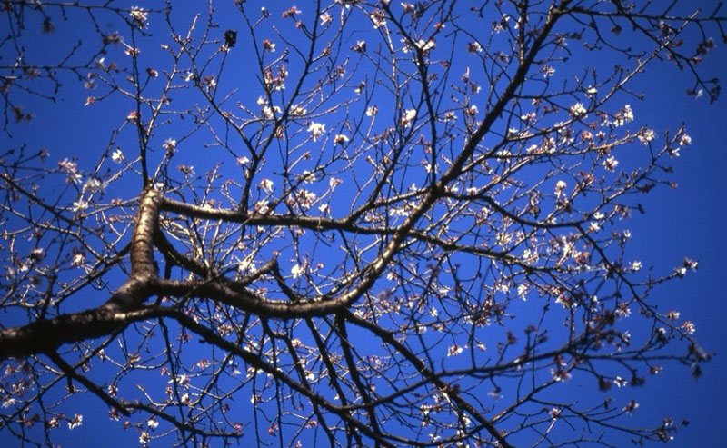 桜山、冬桜、モミジ、サザンカ、ツバキ