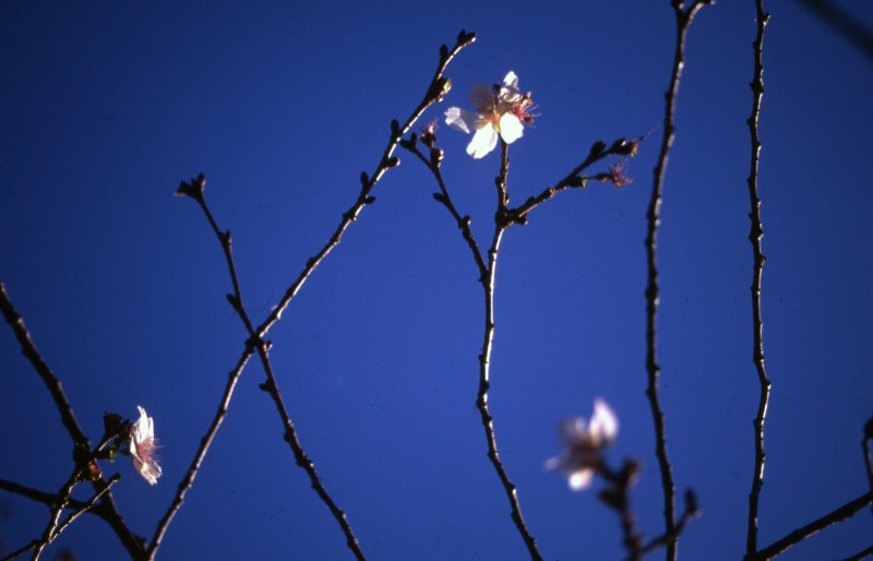 桜山、冬桜、モミジ、サザンカ、ツバキ