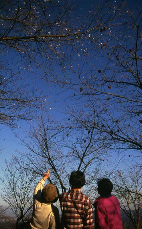 桜山、冬桜、モミジ、サザンカ、ツバキ