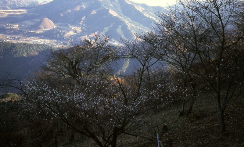 桜山、冬桜、モミジ、サザンカ、ツバキ