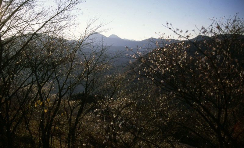 桜山、冬桜、モミジ、サザンカ、ツバキ