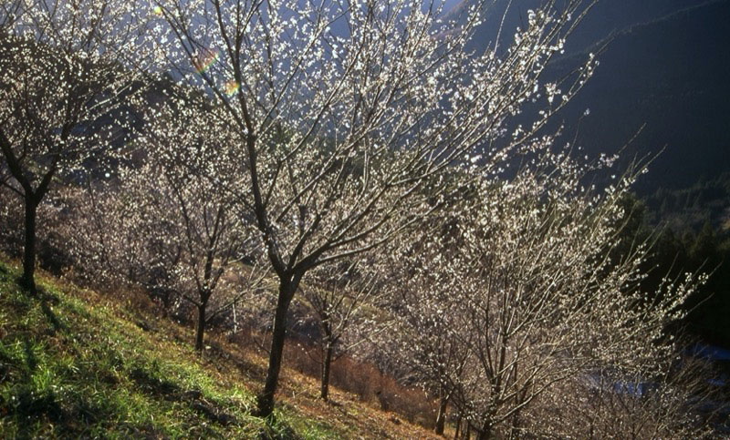 桜山、冬桜、モミジ、サザンカ、ツバキ