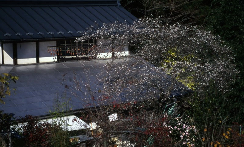 桜山、冬桜、モミジ、サザンカ、ツバキ