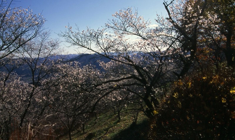 桜山、冬桜、モミジ、サザンカ、ツバキ