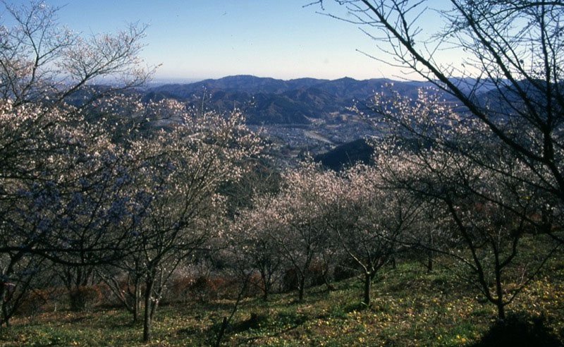 桜山、冬桜、モミジ、サザンカ、ツバキ