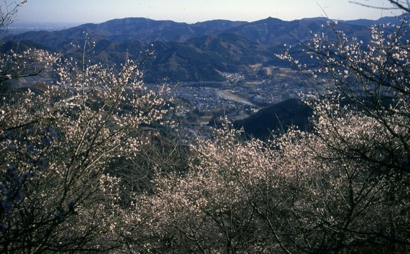 桜山、冬桜、モミジ、サザンカ、ツバキ