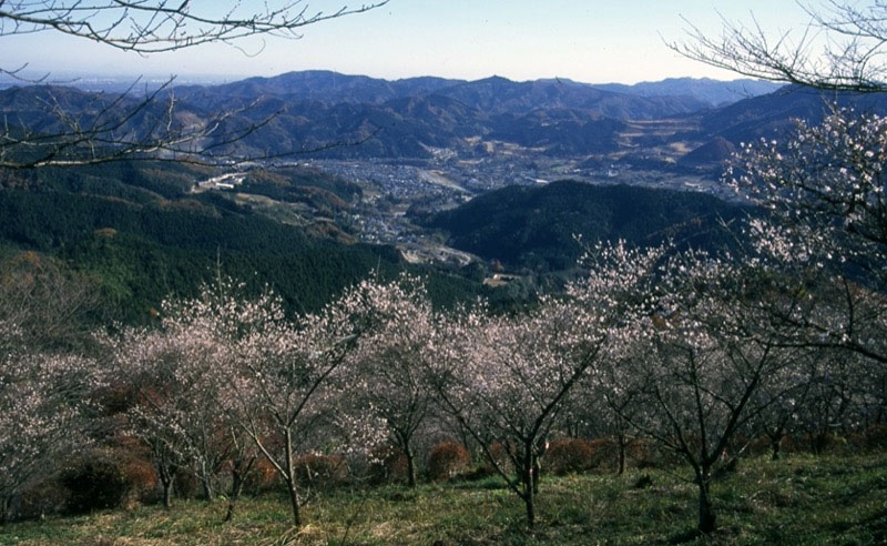 桜山、冬桜、モミジ、サザンカ、ツバキ