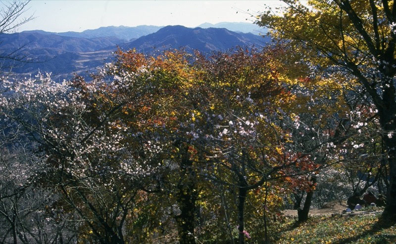 桜山、冬桜、モミジ、サザンカ、ツバキ