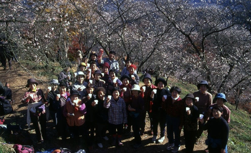 桜山、冬桜、モミジ、サザンカ、ツバキ