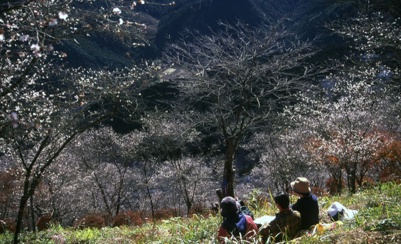 桜山、冬桜、モミジ、サザンカ、ツバキ