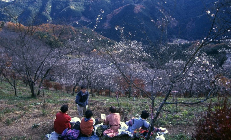 桜山、冬桜、モミジ、サザンカ、ツバキ