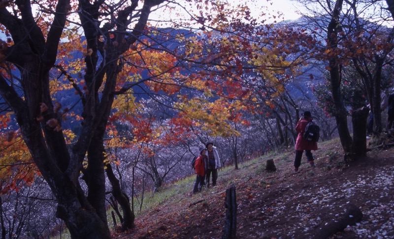 桜山、冬桜、モミジ、サザンカ、ツバキ