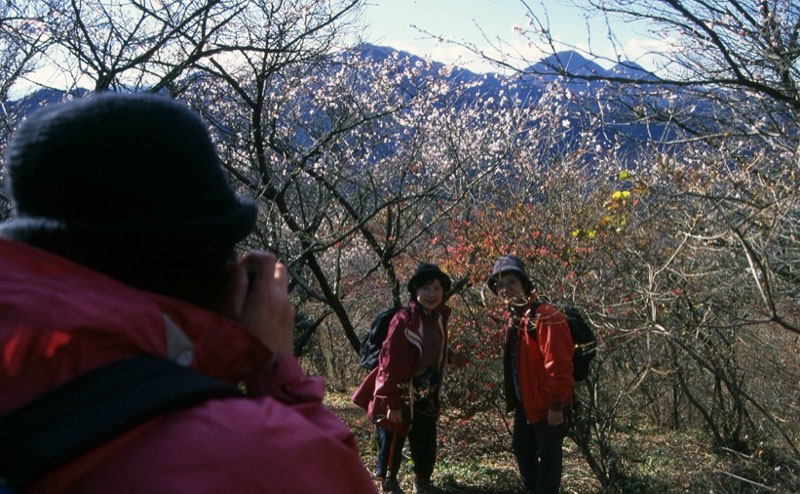 桜山、冬桜、モミジ、サザンカ、ツバキ