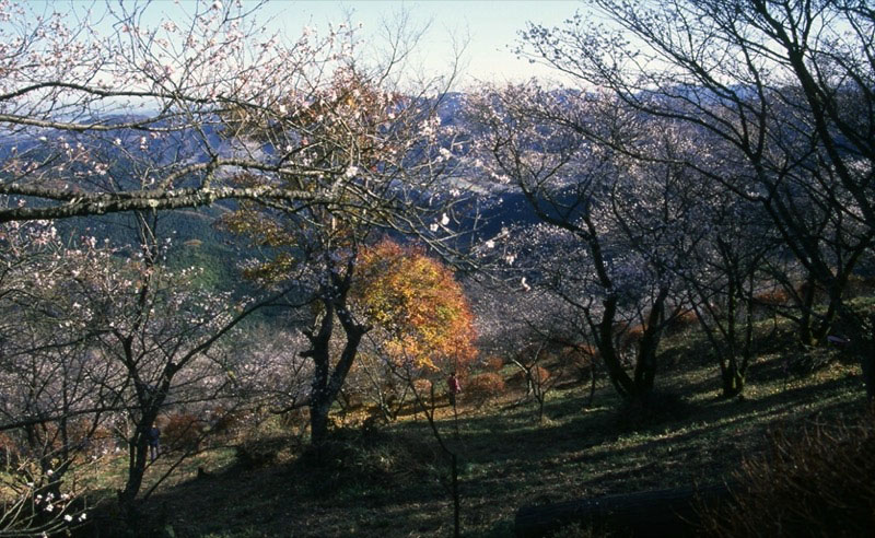 桜山、冬桜、モミジ、サザンカ、ツバキ