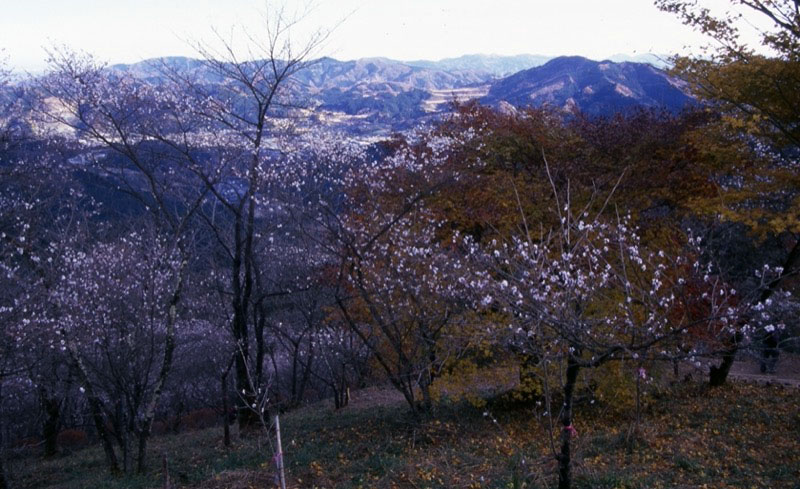 桜山、冬桜、モミジ、サザンカ、ツバキ