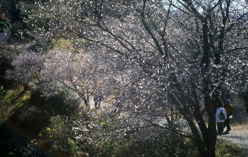 桜山、冬桜、モミジ、サザンカ、ツバキ