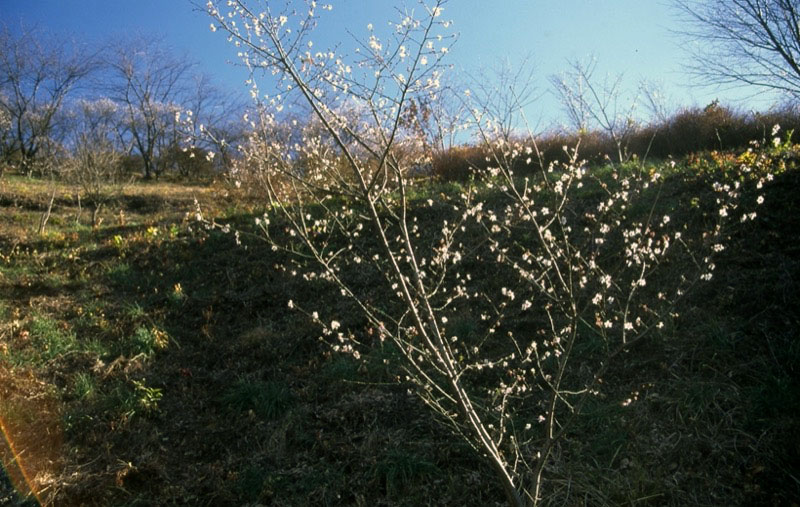 桜山、冬桜、モミジ、サザンカ、ツバキ