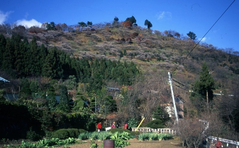 桜山、冬桜、モミジ、サザンカ、ツバキ