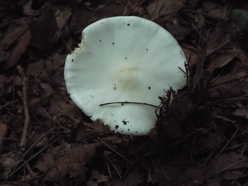 〓