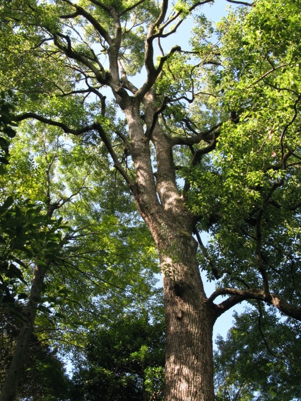 小石川後楽園