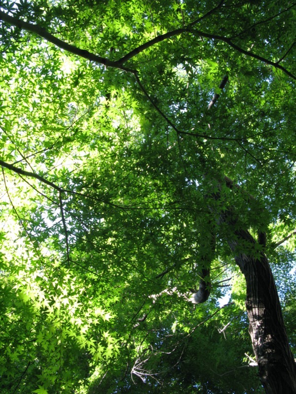 小石川後楽園