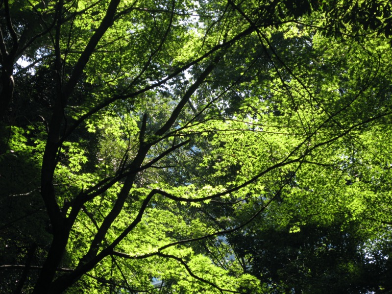 小石川後楽園